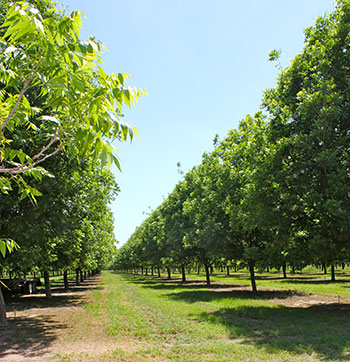 Pecan-Shed-Orchard-2