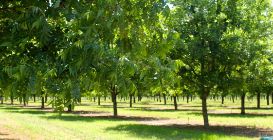 Pecan Shed Orchard